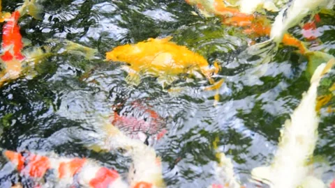 Fancy carp in water. Video stock 139093791