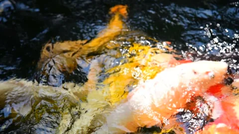 Fancy carp in water. Video stock 139093815
