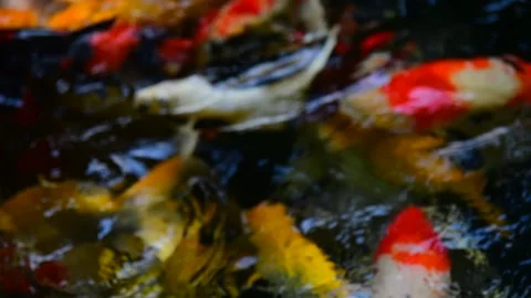 Fancy carp in water. Stock Footage 139093824