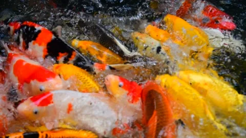 Fancy carp in water. Stock Footage 139093829