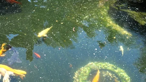 Fancy carp in water Stock Footage 276906699