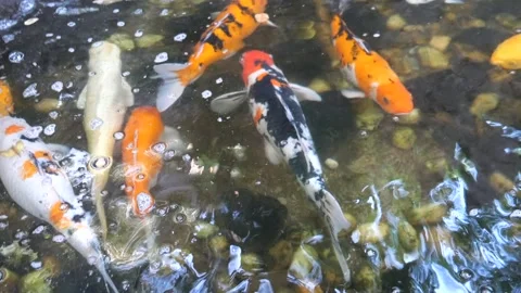 Fancy carp in water Stock Footage 295954896