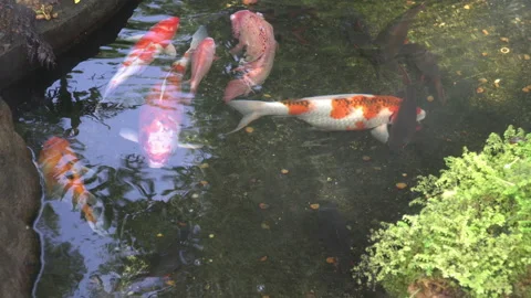 Fancy Carps Fish or Koi Swim in Pond Stock Footage 149713248