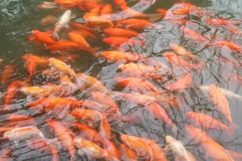 Fancy carps fish Stock Photos