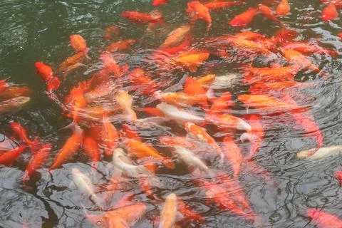 Fancy carps fish. Stock Photos