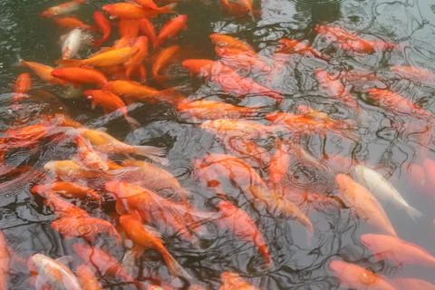 Fancy carps fish. Stock Photos