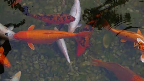 Fancy carps, koi in the pond Stock Footage 257374731