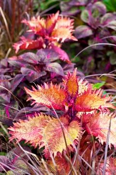 Fancy coleus Stock Photos