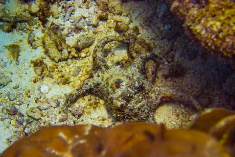 Fancy conch shell on the bottom of the sea Stock Photos
