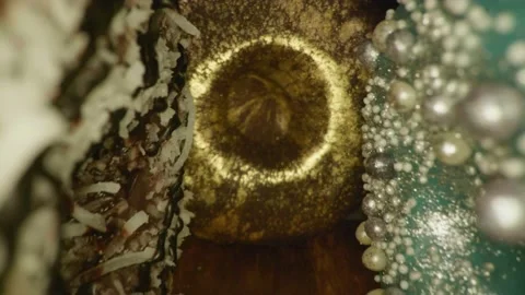 Fancy decorated donuts in close-up 库存影片 154191672