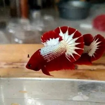 Fancy fighting fish Foto stock