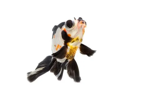 Fancy goldfish isolate on white background Stock Photos