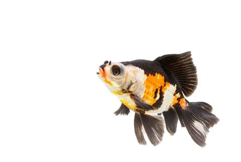 Fancy goldfish isolate on white background Stock Photos