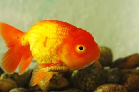 Fancy Goldfish Stock Photos