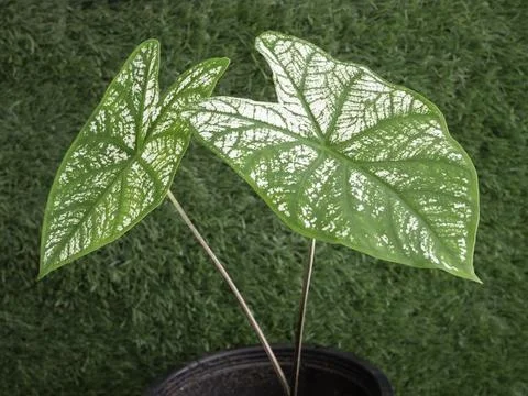Fancy Leaf Caladium,in front of green grass background, 写真素材