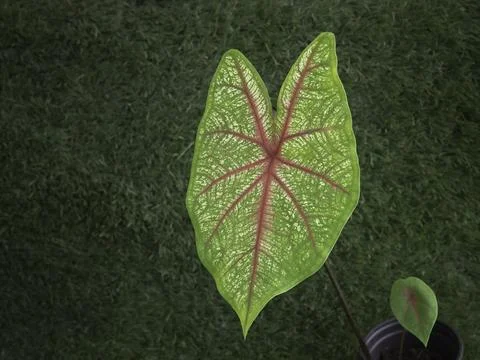 Fancy Leaf Caladium,in front of green grass background, 스톡 사진