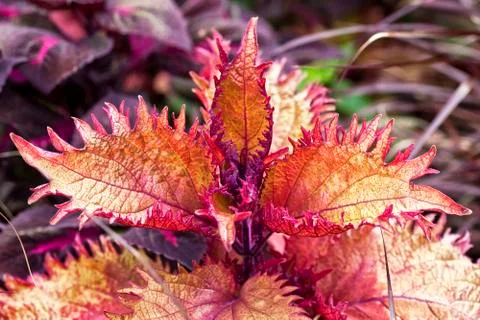 Fancy leaf coleus Stock Photos