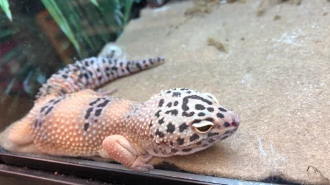Fancy Leopard Gecko Resting in Pet Store Display Case: A Close-Up Look Stock Footage 304606569