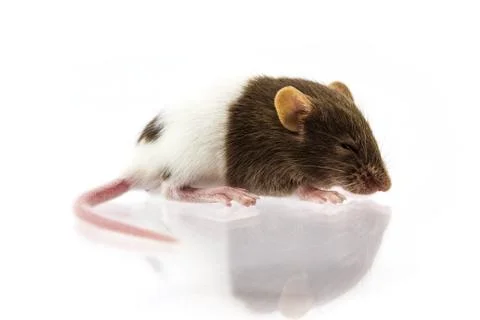 Fancy mice Stock Photos