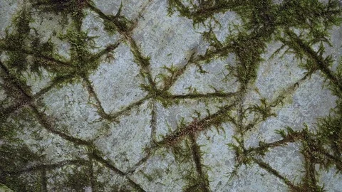 Fancy moss pattern on concrete. 스톡 동영상 113784205