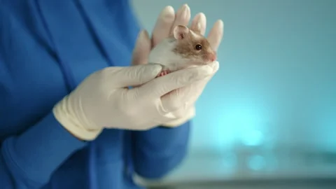 Fancy mouse held in hands by veterinarian in medical gloves in vet clinic Stock Footage 240759098