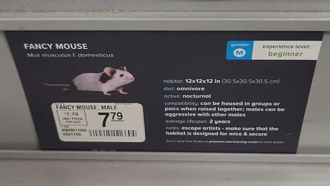 Fancy Mouse Signage Stock Footage 202038615