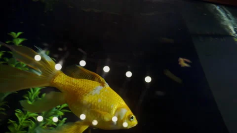 Fancy Orange Goldfish in the Water. A group of ornamental fish in tank. Stock-Footage 165115035