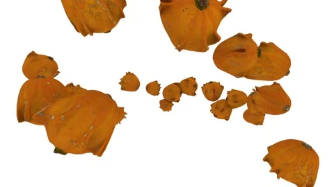 Fancy orange pumpkins whirl in a round dance on a white background. Seamless Stock Footage 148251619