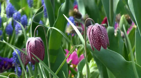Fancy pattern tulips close up Stock Footage 25508859