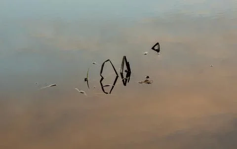 Fancy patterns of reflection of shadows in the water with reed stalks 스톡 사진