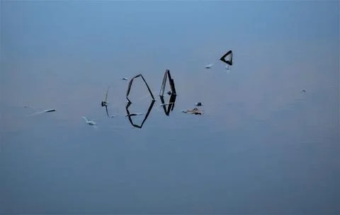 Fancy patterns of reflection of shadows in the water with reed stalks 스톡 사진