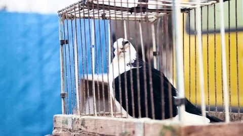Fancy pigeon in cage at exhibition 库存影片 70733400