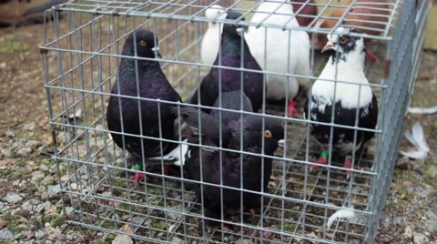 Fancy pigeons in cage at exhibition Stock Footage 64301015