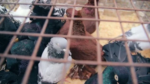 Fancy pigeons in cage at exhibition Vídeo Stock 73770420