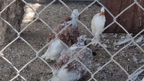 Fancy Pigeons Inside Aviary Enclosure Stock Footage 318510400