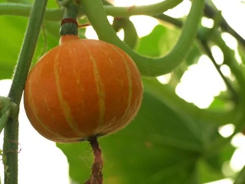 Fancy pumpkin Stock Photos
