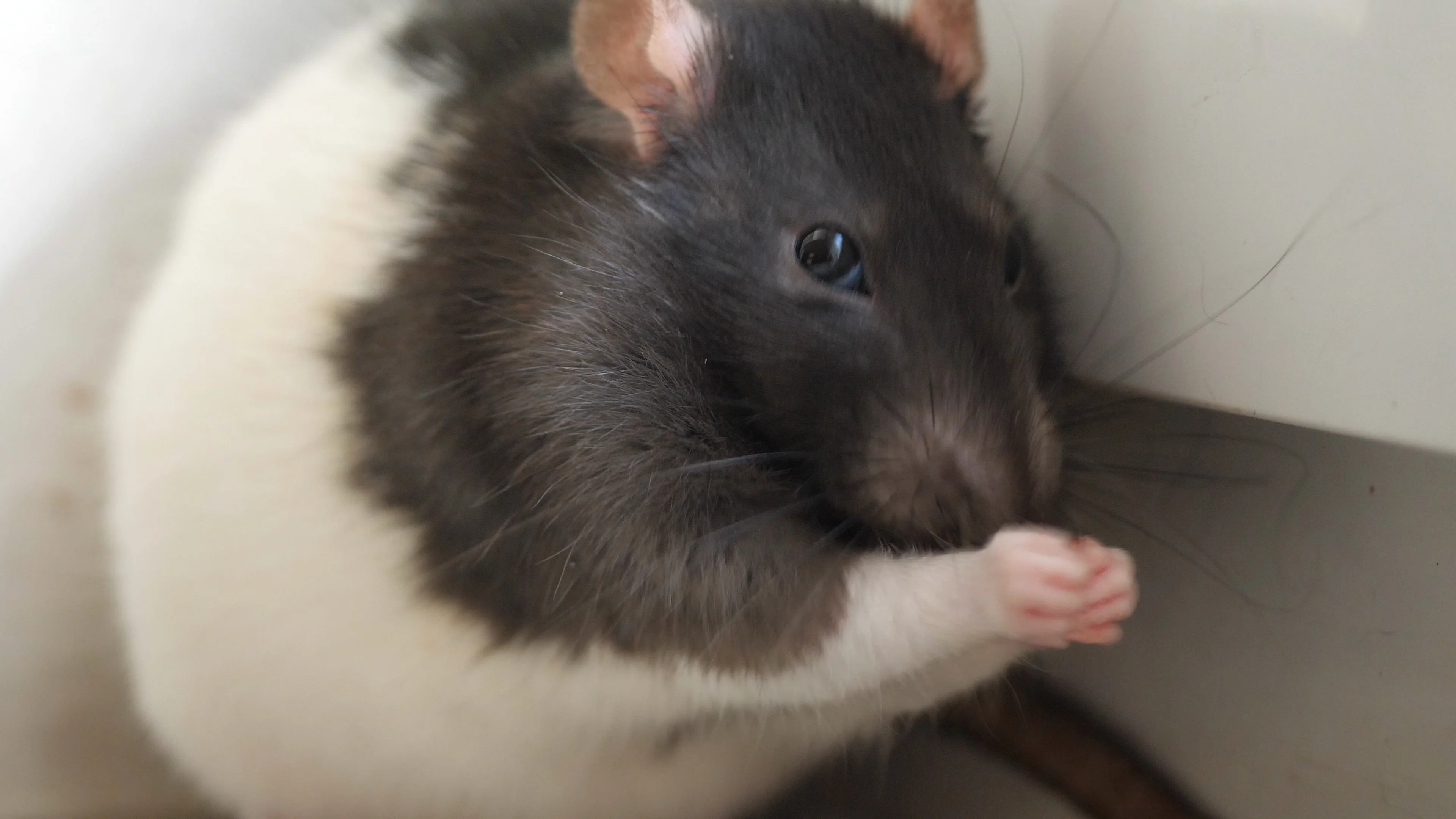 Fancy rat house pet washing face Stock Video Pond5