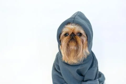 Fancy red dog with a beard of the Brussels Griffon breed in a gray hoodie, .. Stock Photos