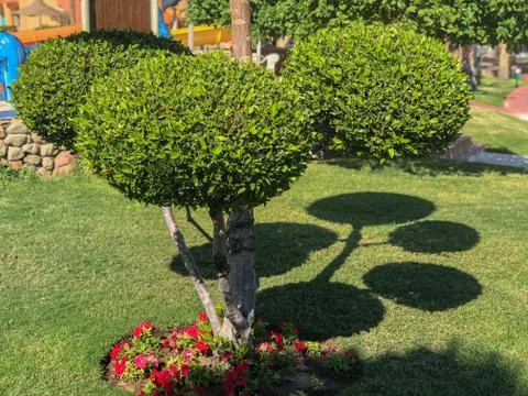 Fancy shaped decorative tree branches Stock Photos