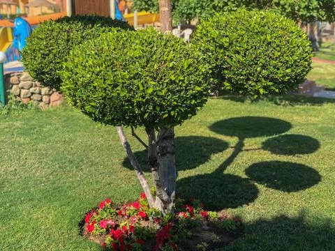 Fancy shaped decorative tree garden shapes Stock Photos