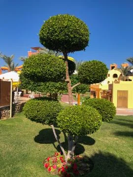 Fancy shaped decorative tree garden shape Stock Photos