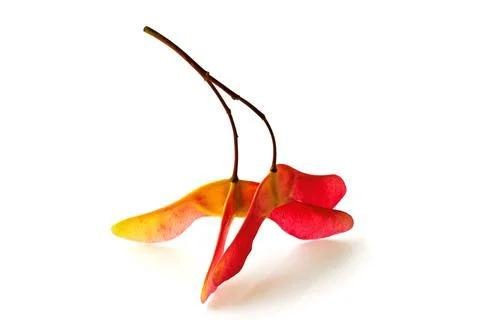 Fancy three-lobed and two-lobed maple seed pods in bright red yellow color is Stock Photos