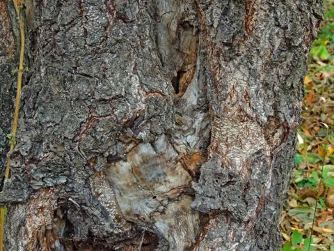 Fancy trees Foto stock