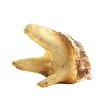 Fang Stock Photos