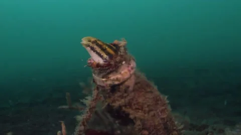 Fangblenny in bottle 001 Stock Footage 62402781