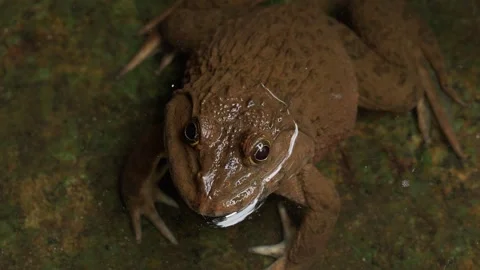 Fanged Frog Close Up in Shallow Tropical Forest Stream Vídeos de archivo 337765627