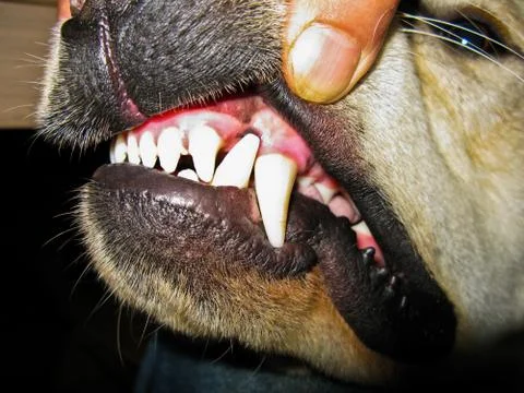 Fangs of a dog Stock Photos