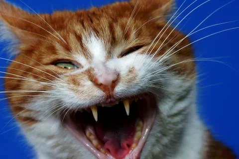 Fangs wild ginger cat Stock Photos
