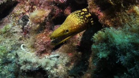 Fangtooth moray eel (Enchelycore anatina) Tenerife, Canary Islands Video stock 330271886