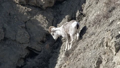 Fannin Ram traversing a hill-side in Yukon, Canada Video stock 194873144